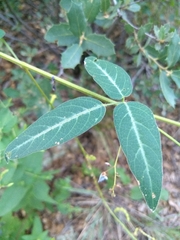 Desmodium batocaulon