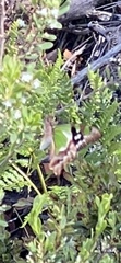 Graphium macleayanus