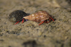 Calcinus californiensis