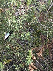 Graphium macleayanus