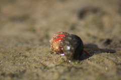 Calcinus californiensis