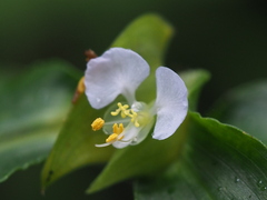 Commelina paludosa