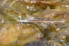 Ischnura rubilio