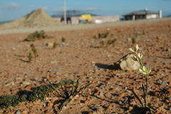 Hesperantha sufflava