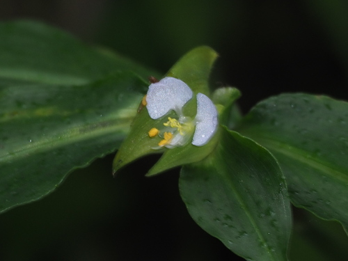 Commelina paludosa (Commelina paludosa)