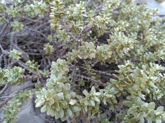Thymelaea tartonraira