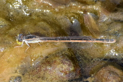 Ischnura rubilio