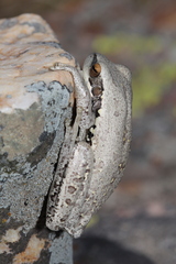 Boana pulchella