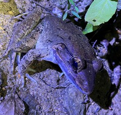 Limnonectes blythii