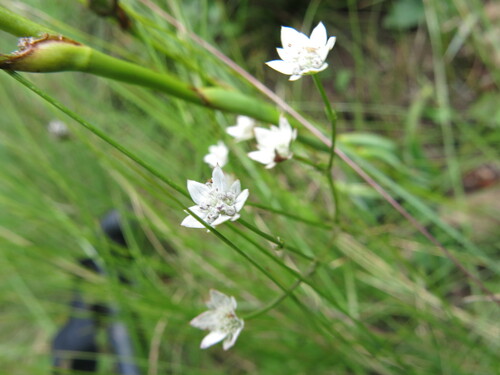 Image of Alepidea natalensis by no rights reserved