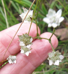 Alepidea natalensis