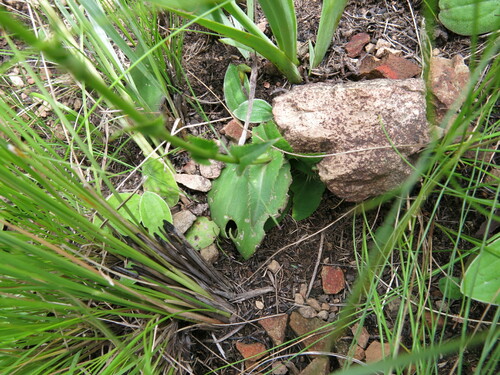 Image of Alepidea natalensis by no rights reserved