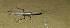 Tarachodes