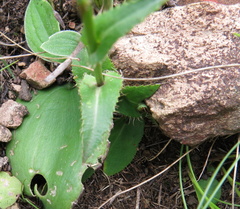 Alepidea natalensis