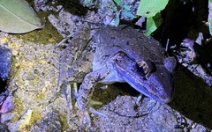 Limnonectes blythii