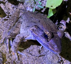 Limnonectes blythii