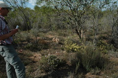 Leucadendron lanigerum lanigerum