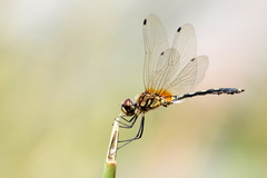 Trithemis pallidinervis