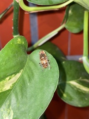 Eristalinus quinquestriatus