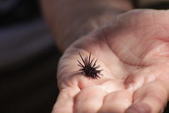 Echinometra vanbrunti