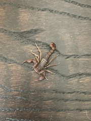 Pseudouroctonus reddelli