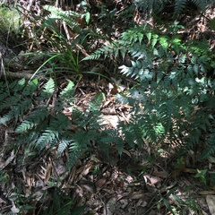 Davallia divaricata