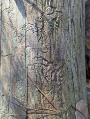 Agrilus planipennis
