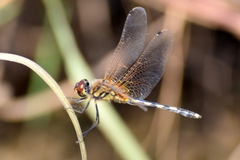 Trithemis pallidinervis