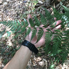 Davallia divaricata