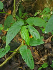 Begonia longifolia
