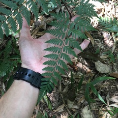 Davallia divaricata
