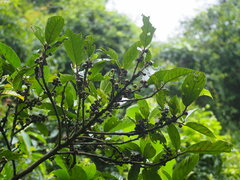 Ficus benguetensis