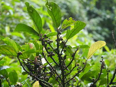Ficus benguetensis