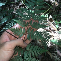 Davallia divaricata