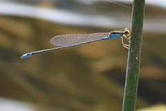 Pseudagrion rubriceps