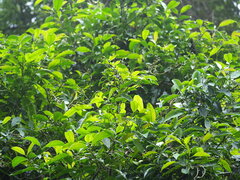 Turpinia formosana