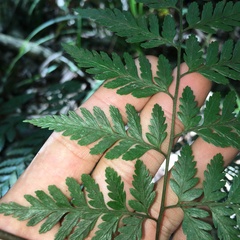 Davallia divaricata