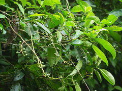 Turpinia formosana