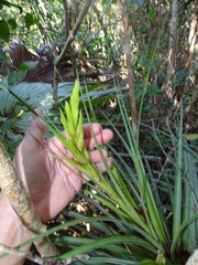 Tillandsia fasciculata
