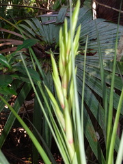 Tillandsia fasciculata