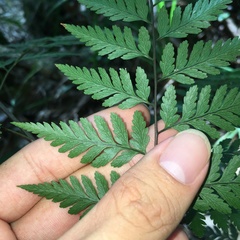 Davallia divaricata