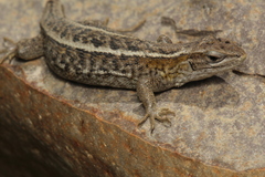 Liolaemus araucaniensis