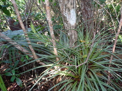 Tillandsia fasciculata