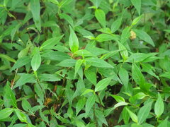 Persicaria posumbu