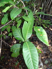 Coccoloba diversifolia