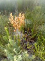 Elegia filacea
