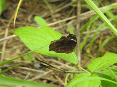 Junonia natalica natalica