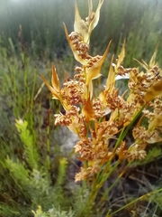 Elegia filacea