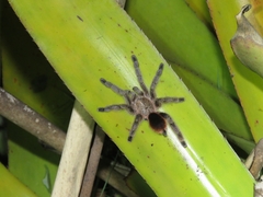 Pachistopelma rufonigrum