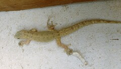 Phyllodactylus reissii